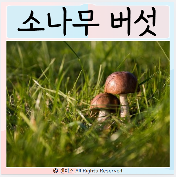  소나무 한입버섯 효능은? 먹는방법