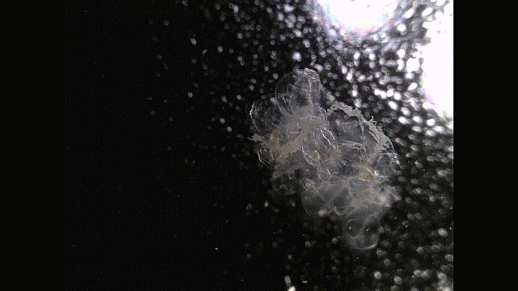 micro-siphonophore 마이크로-관해파리류 (possibly) Prayidae sp.