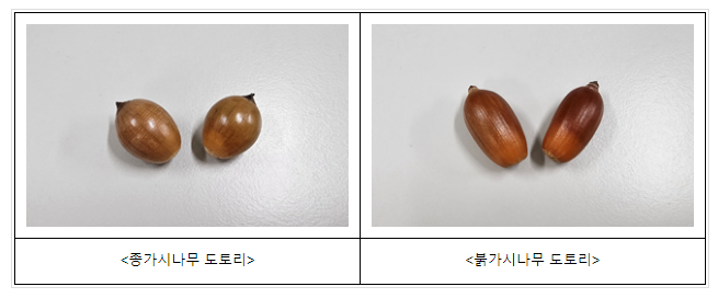 도토리 추출물로 반려동물 피부 관리한다! 도토리 추출물로 반려동물 피부 관리한다!