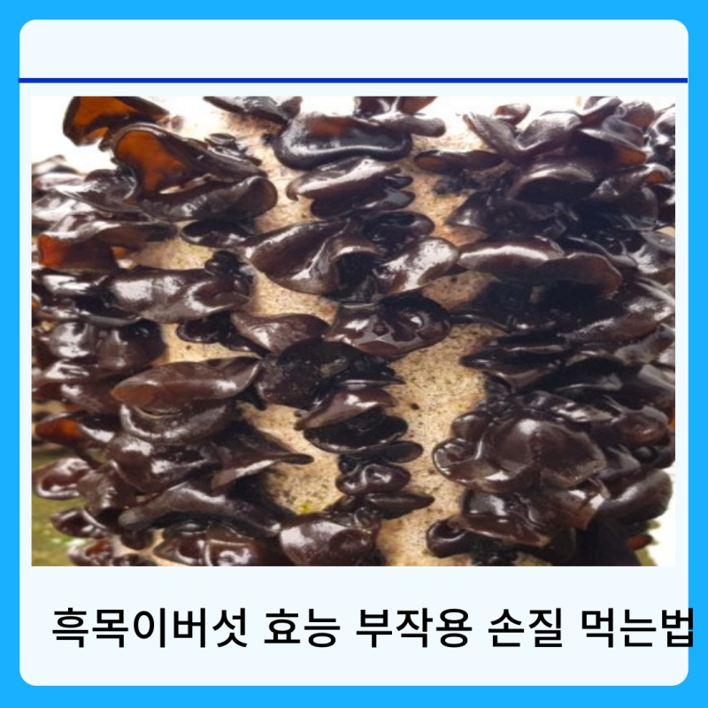 흑 목이버섯 효능 부작용 손질 먹는 법