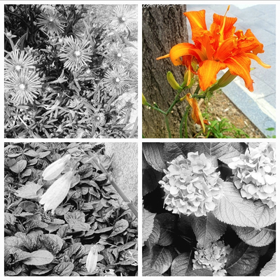  퇴근길에 본 꽃 3. [왕원추리] 꽃말, 백합 닮은 꽃