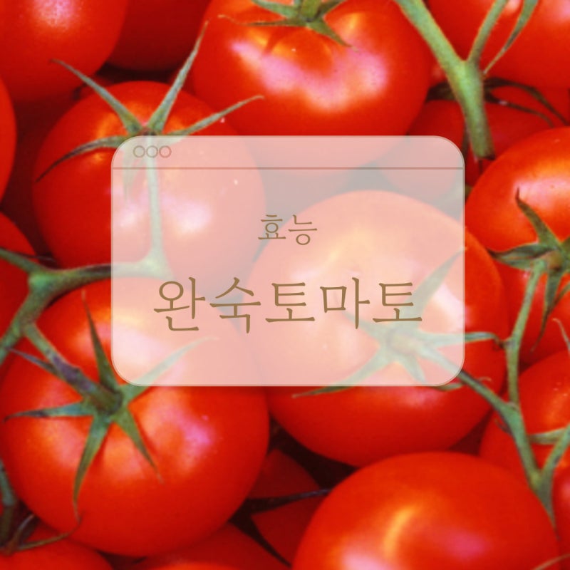 완숙토마토 효능 토마토주스 다이어트 혈당 하루에 한잔 마시는게 좋다고?