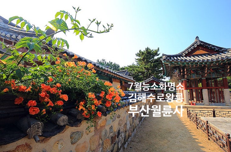  [부산 근교 7월 가 볼만한 곳] 능소화 명소 김해 수로왕릉, 부산 월륜사