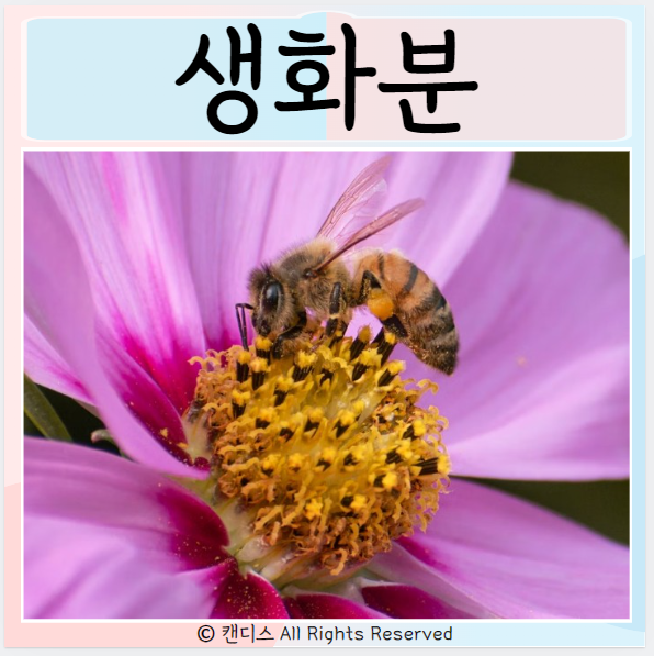  생화분 효능 먹는방법은? 먹으면 좋은점
