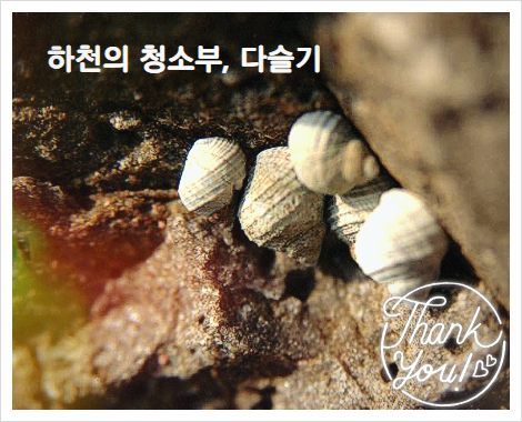  올갱이 효능 다슬기효능