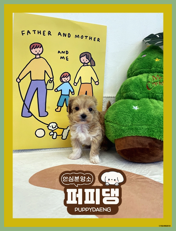  금산대형견분양 건강한 기준은?