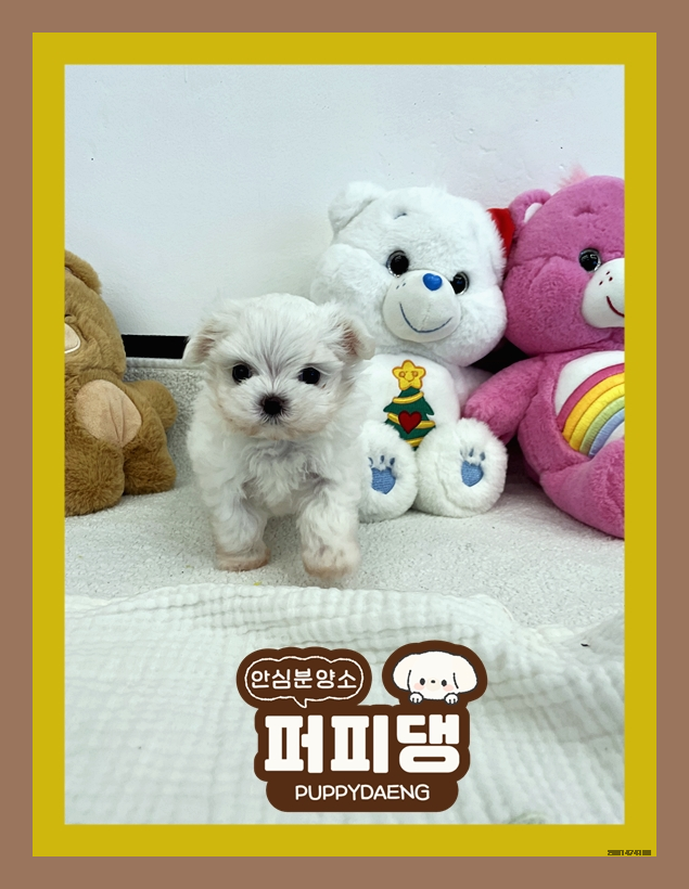  계룡포메라니안분양 전부 완벽했어요