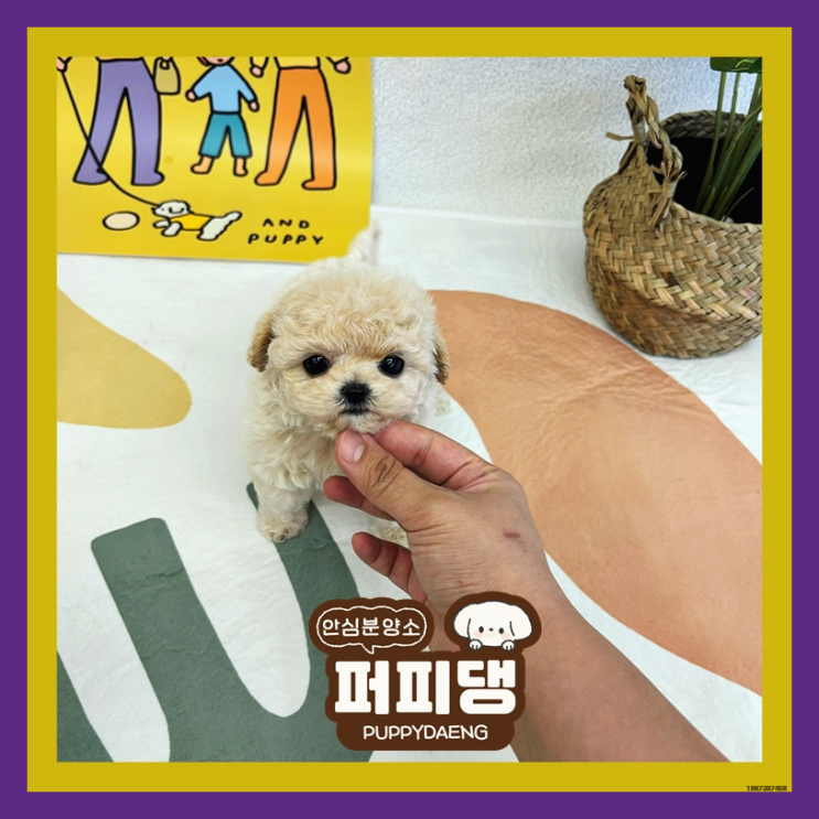  대전말티푸입양 참고해봐요