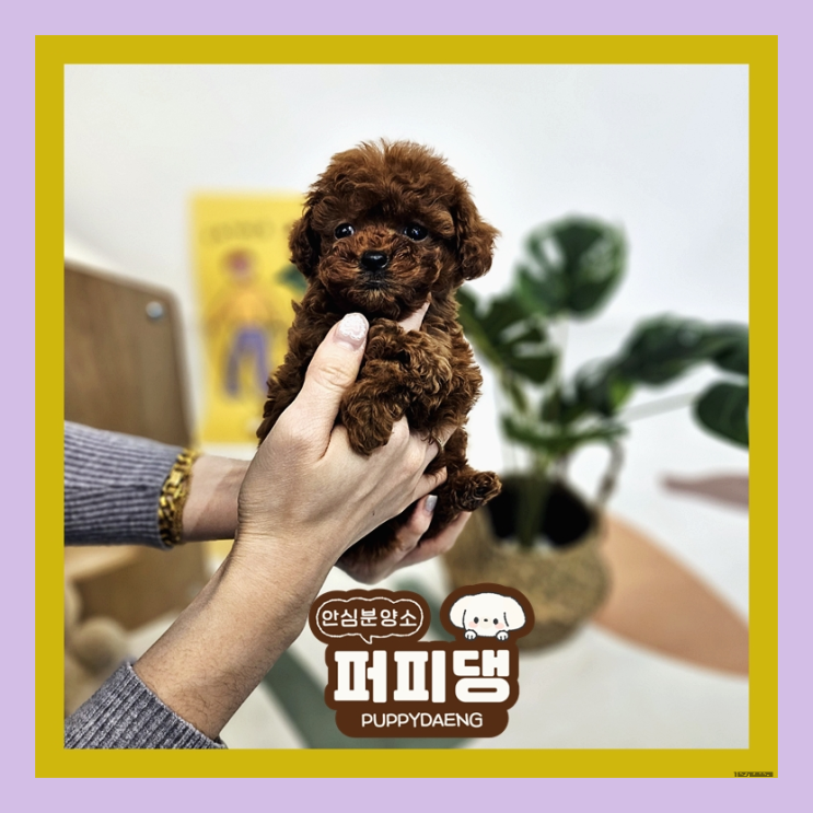  청주말티즈입양 다행이야