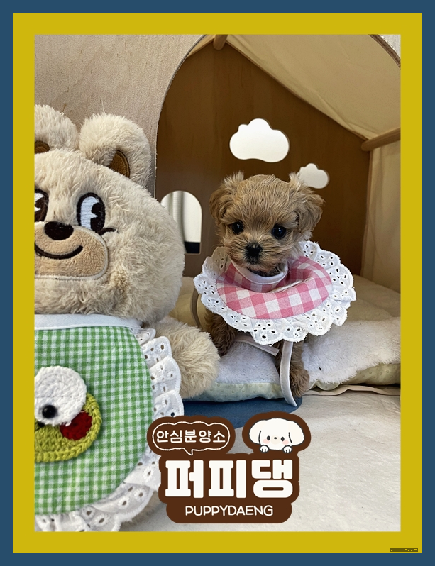  태안강아지분양 절차 느낀점