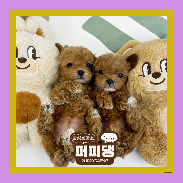  보령말티푸분양 행복을 추천