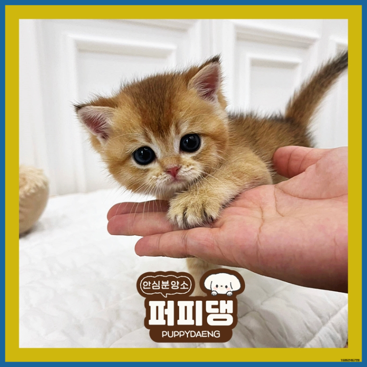  옥천강아지입양 존재자체가 힘