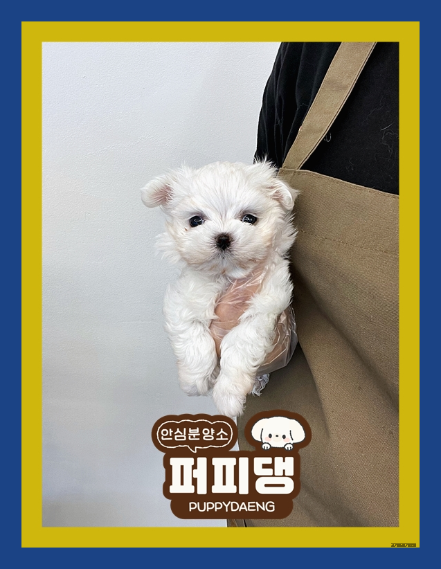  보은허스키분양 확인해야죠