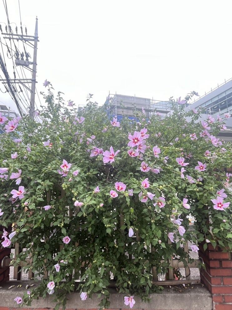  24년 7월 둘째주 ㅣ 그냥 하자