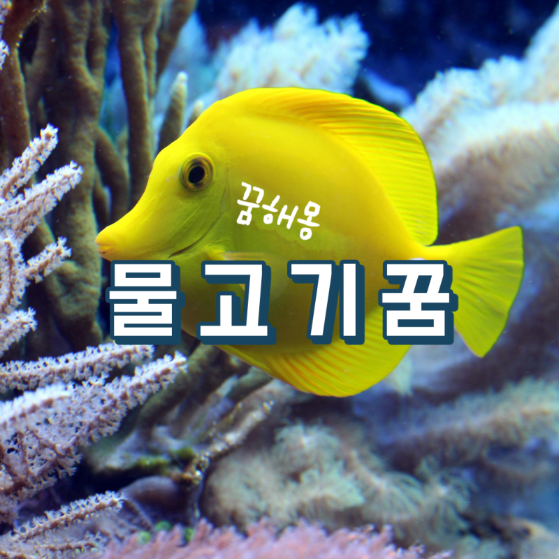 물고기 꿈 해몽 물고기 잡는 꿈 큰 물고기 보는 꿈 상황별 풀이