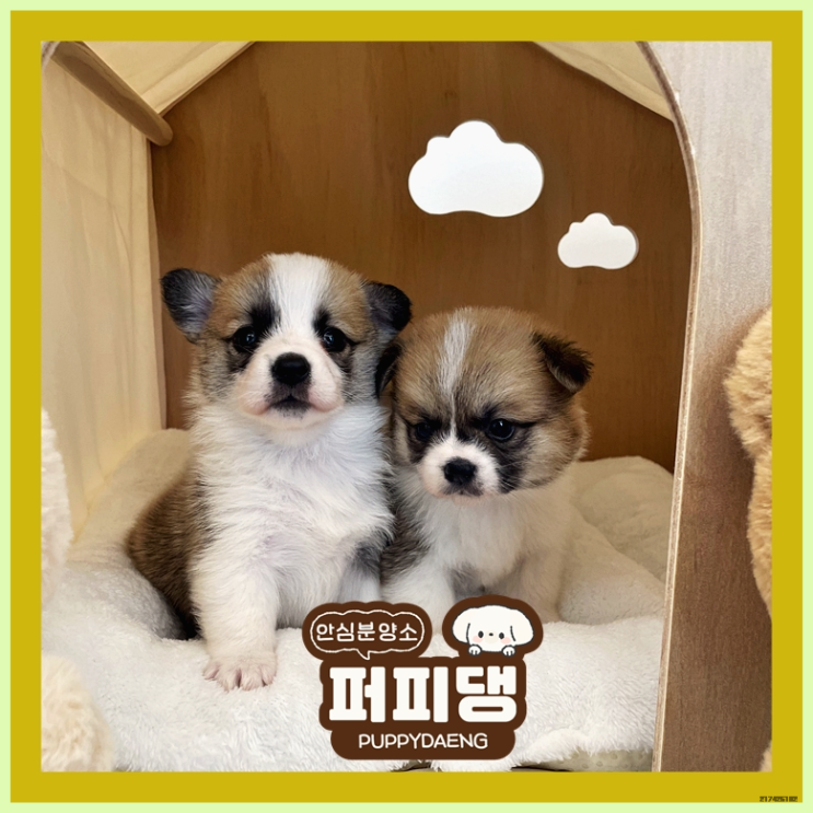  대전슈나우저분양 산뜻한일기