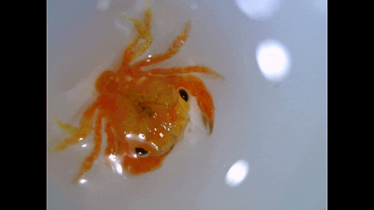  메갈로파와 부유성 어린 게-들 촬영 모음(2023)(Megalopa & Pelagic stage early juvenile crabs)