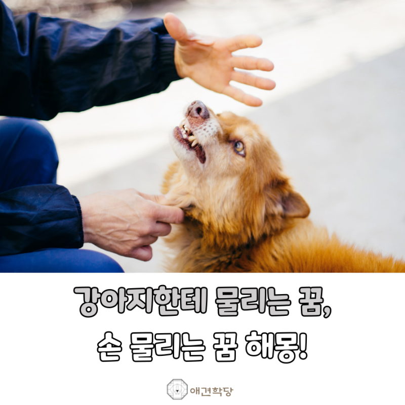 강아지한테 물리는 꿈, 손 물리는 꿈 해몽! 의미는?