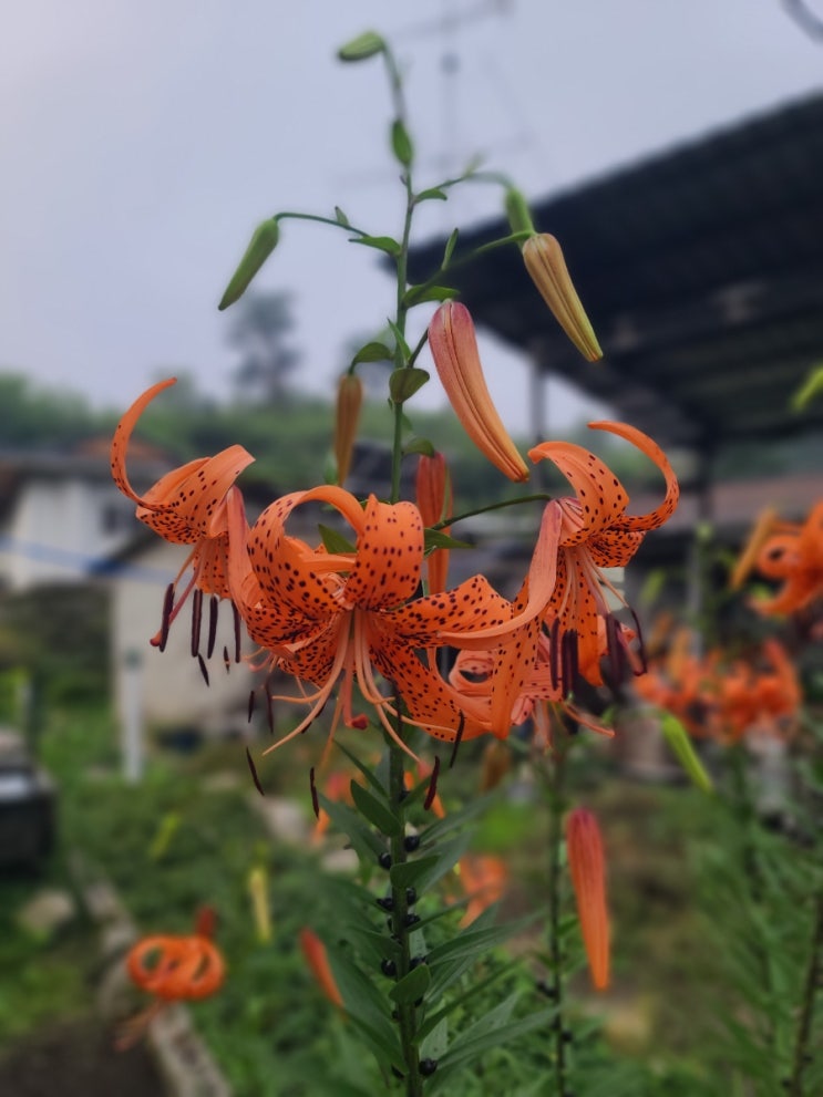  시골 아줌마 일상 포토덤프 참나리 개화 적오크라 성장