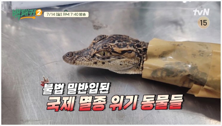  백패커2 국립생태원 잔반제로 짜장 tvN 출장요리단 제철음식 멸종위기종 사육사 백종원 이수근 허경환 안보현 고경표 강한나