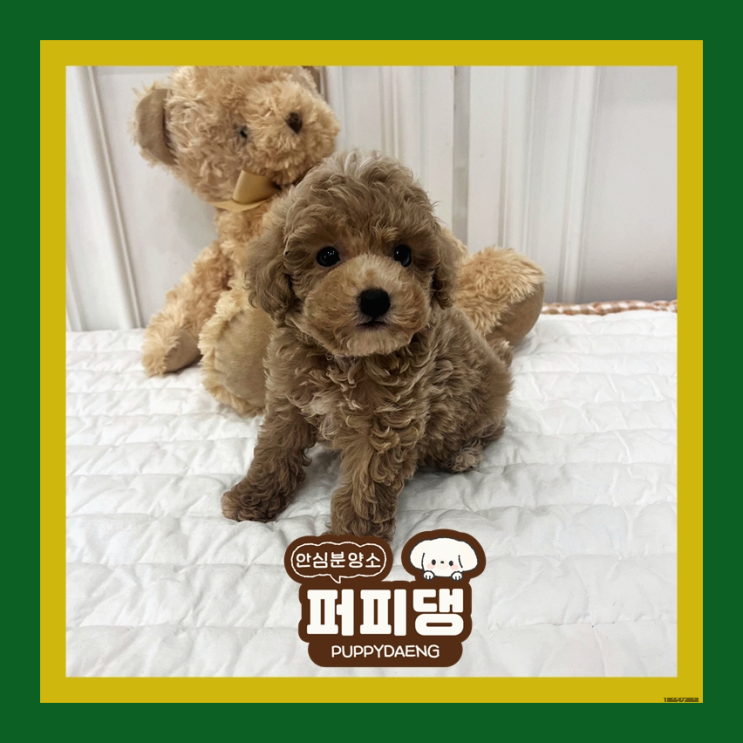  부여강아지분양싼곳 신중해야합니다