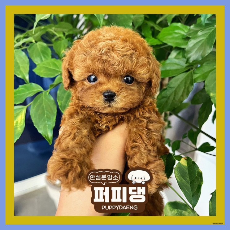  옥천포메라니안분양 분양절차 완벽했어요