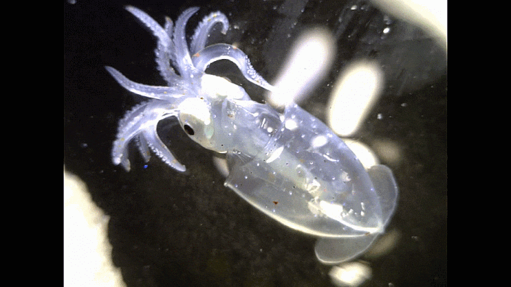  Late-Paralarva,,Enoploteuthidae (enope squids; Abralia sp.?) 발광오징어-류의 후기-파랄라바