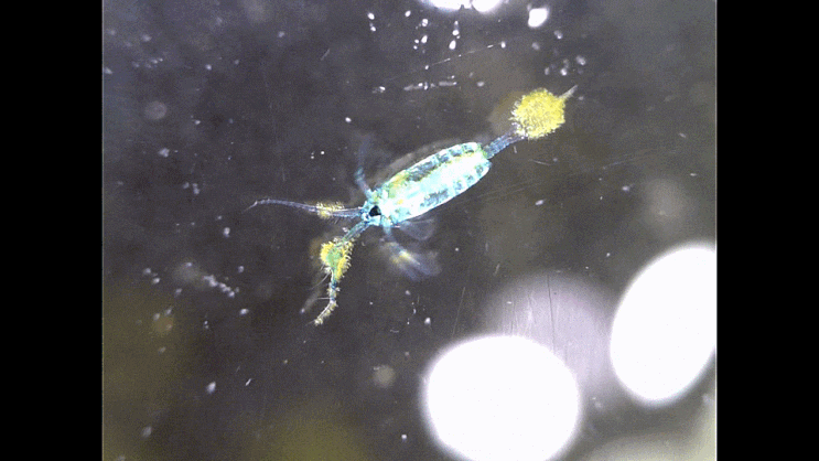  Copepoda spp. 코페포다-류(요각류) 촬영 모음(2023)