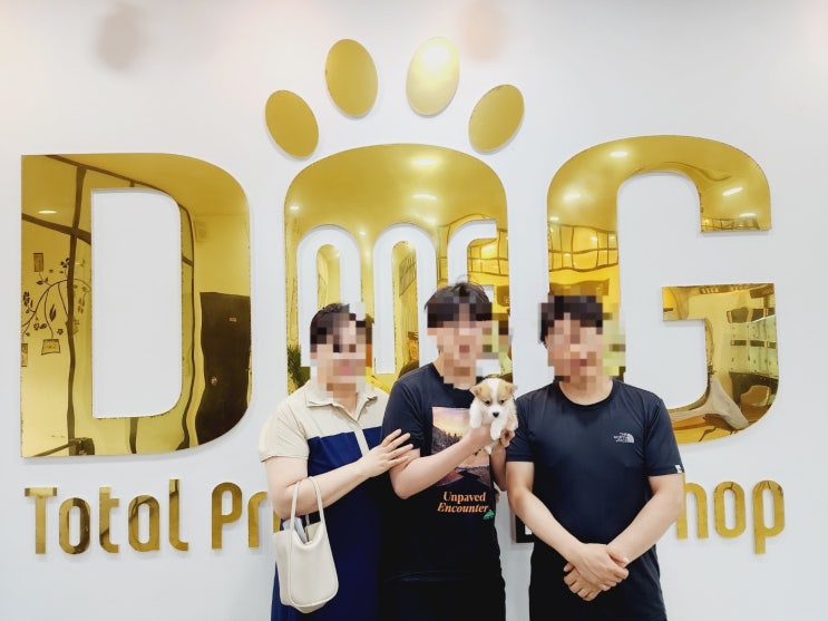  사랑스러운 웰시코기, 새로운 가족과 함께하는 첫걸음/강아지분양 세종시애견샵 세종강아지분양 오송강아지분양 오송애견샵