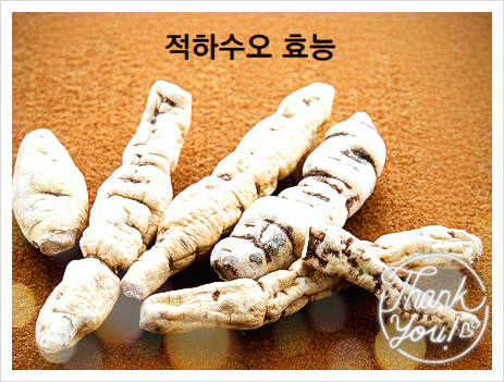  적하수오 효능 백하수오 효능