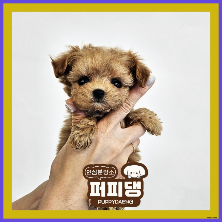  보은미니비숑분양 달콤했던 이야기