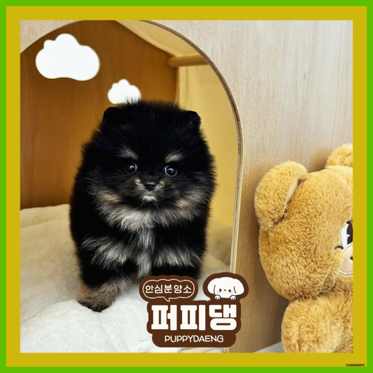  옥천강아지무료분양 걱정을 덜었어요