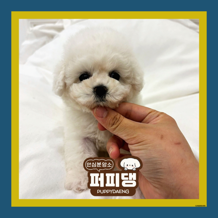  홍성토이푸들분양 힐링이 되요