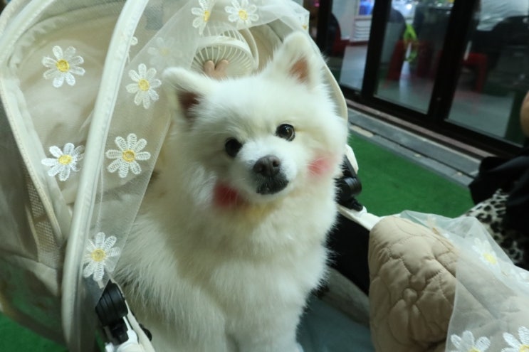  주말 이야기, 수원가서 만두 만나고 오던 날