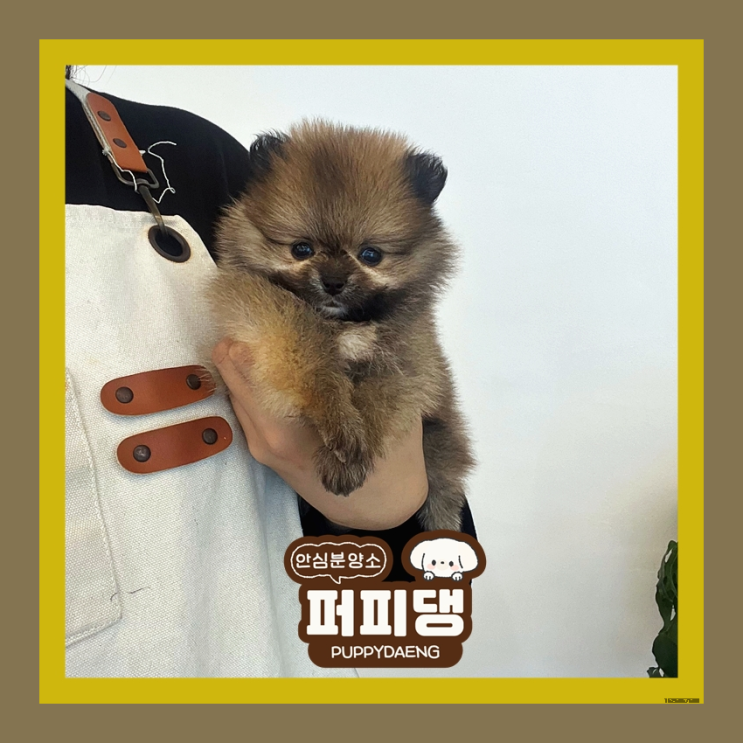  예산포메라니안분양 믿을 수 있어요!