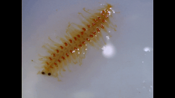  (possibly) Subadyte sp. (Scale worm;아마 비늘갯지렁이과,,Subadyte속의 1종)