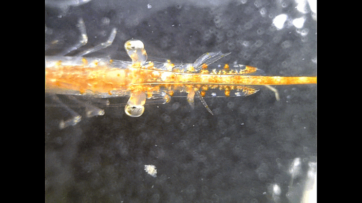  late-zoea ,,Tozeuma sp. (Saw-blade shrimp) Sawblade shrimp류의 후기 조에아