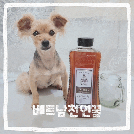  베트남 천연꿀 강아지 먹어도 좋은 비엣꿀