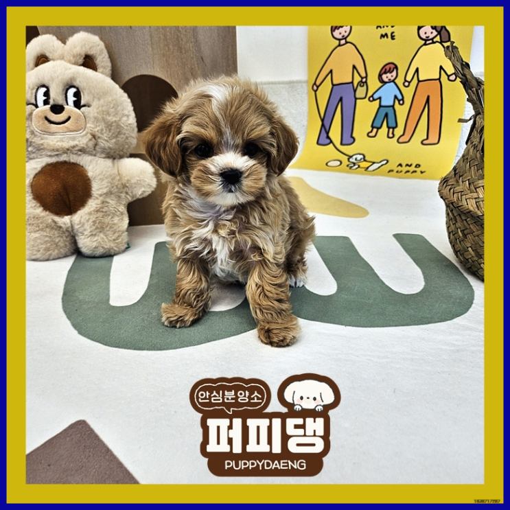  옥천토이푸들분양 올바른 고민