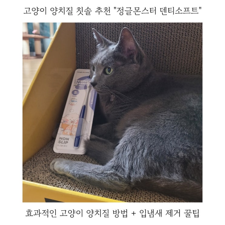  고양이칫솔 정글몬스터 초소형 칫솔로 고양이 양치하기