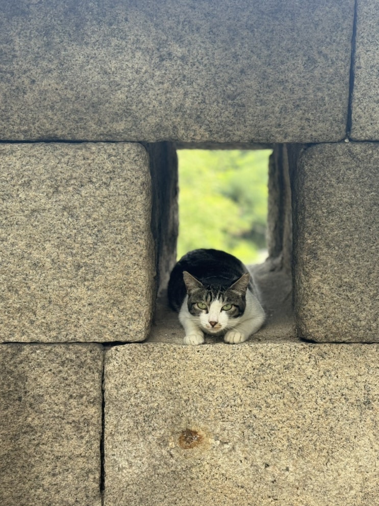  한양도성길에서 만난 고양이