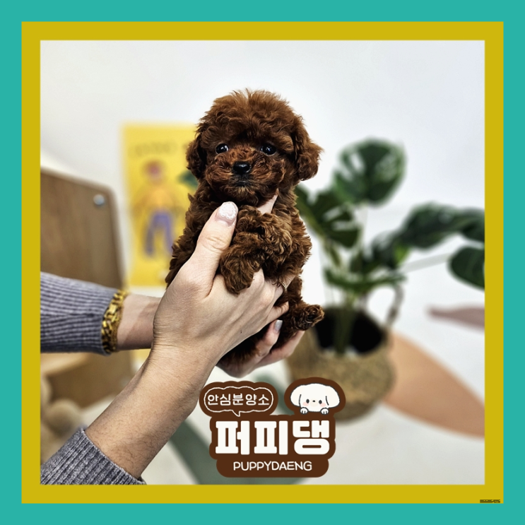  대전강아지무료분양 신중해야합니다