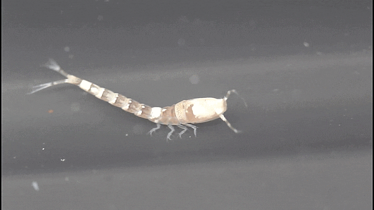  올챙이새우-류 모음(2023) Cumacea spp. (Hooded shrimp /Comma shrimp)
