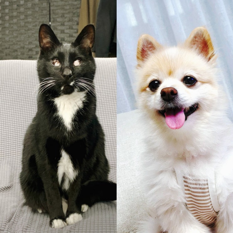  [블로그 씨] 냥 집사 멍집사 마지막 하드털이(소심쟁이 vs 까칠대마왕)