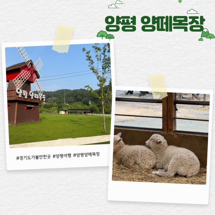  대관령까지 안 가도 양을 볼 수 있는 곳 '양평 양떼목장'