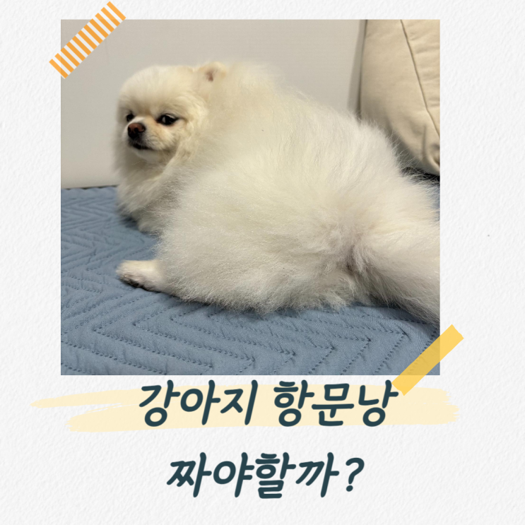  강아지 항문낭 냄새나면 짜야할까? 짜는 방법, 주기, 관리법과 질환 체크리스트로 확인하기