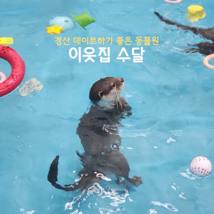 대구근교 경산 이색데이트 | 동물원 "이웃집 <b>수달</b>" <b>가족</b> 나들이... 