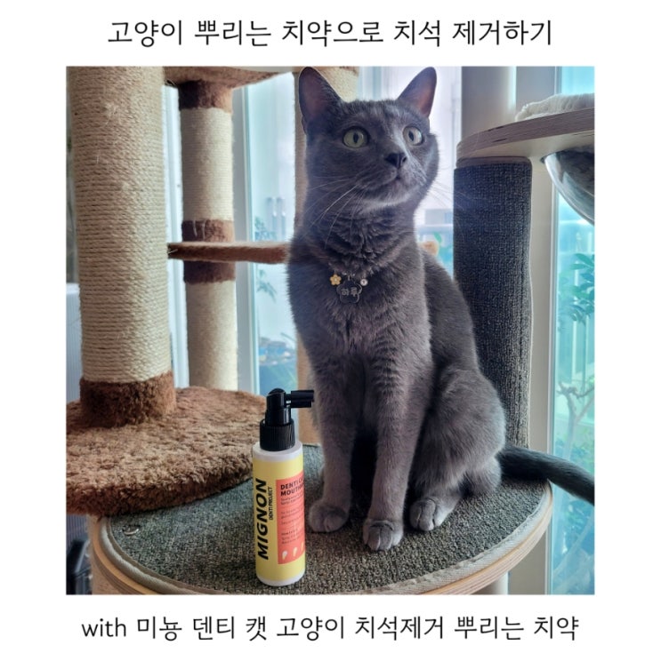 고양이 치석제거 뿌리는 치약 미뇽 덴티 캣 솔직후기