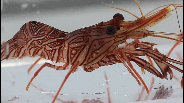  Rhynchocinetes conspiciocellus ヤイトサラサエビ 끄덕새우과의 1종