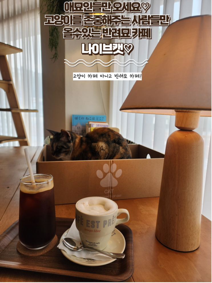  임실 반려묘 카페 : [나이브캣] 고양이들과 함께 편안한 분위기를 즐기는 카페, 고양이카페X